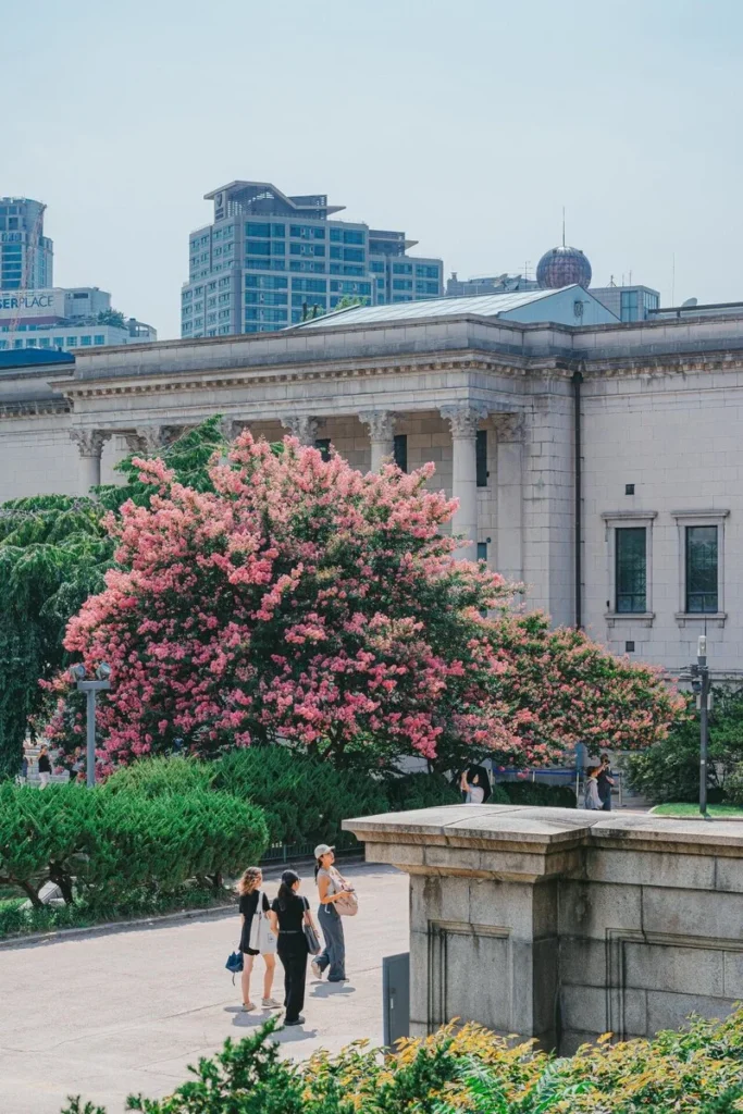 At Deoksugung, the Crape myrtle on the left side of Seokjojeon is more abundant than on the right. When taking photos, this is worth noting.